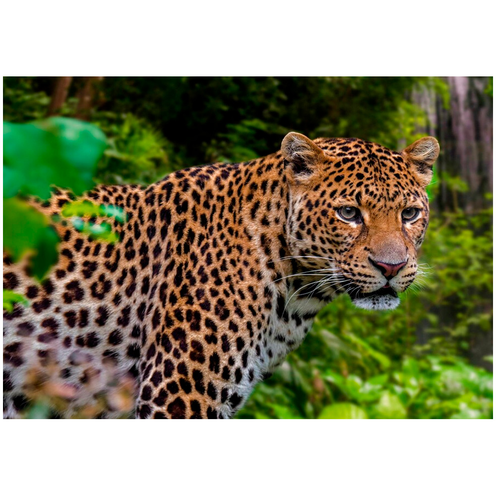 Набор ДТ Алмазная мозаика Настороженный леопард без подр 30*40см 29 цв пол зап CF30040.