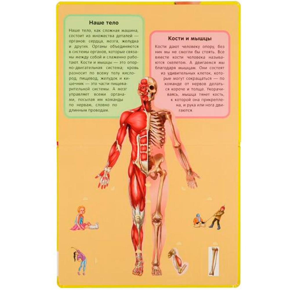 Книга Умка 9785506037583 Тело человека.100 окошек для малышей